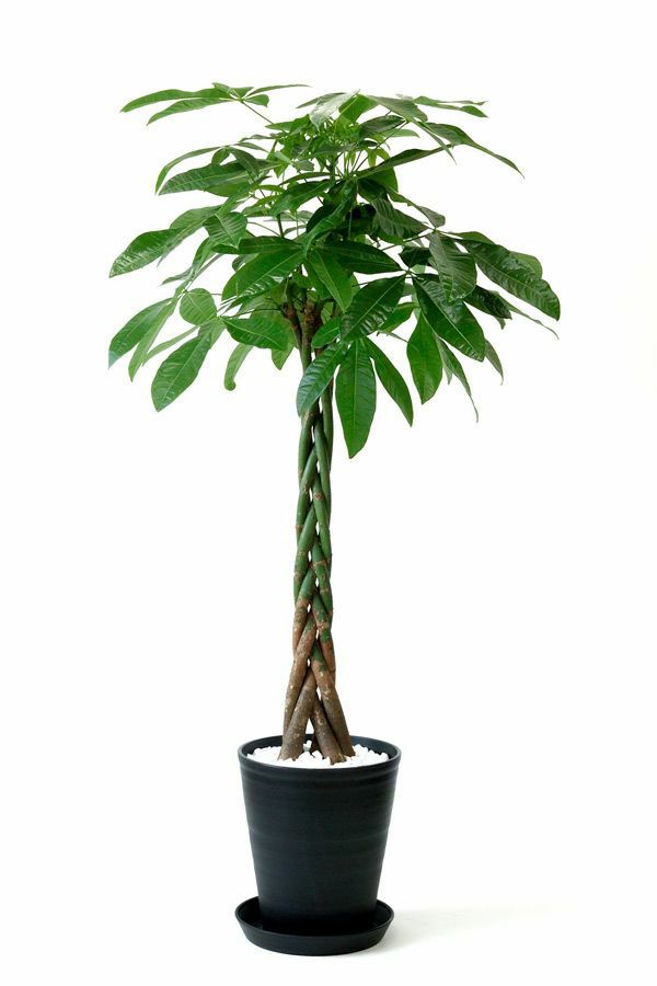 パキラ 通販 観葉植物の専門店 彩植健美 パキラ 通販 観葉植物の専門店 彩植健美