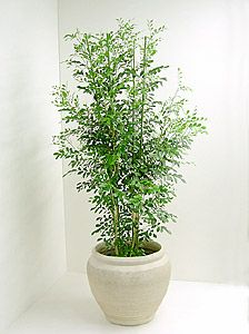 ゲッキツ シルクジャスミン の育て方 観葉植物の通販専門店 彩植健美 Jp