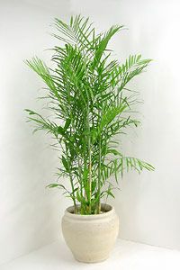 チャメドレア セフリジーの育て方 観葉植物の通販専門店 彩植健美 Jp