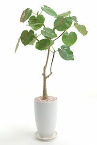 フィカス ペティオラリスの育て方 観葉植物の通販専門店 彩植健美 Jp
