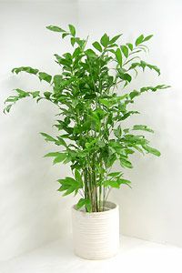 高性チャメドレアの育て方 観葉植物の通販専門店 彩植健美 Jp