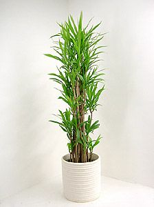 コルディリネ ストリクタの育て方 通販