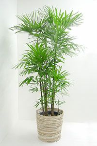 棕櫚竹 シュロチク の育て方 観葉植物の通販専門店 彩植健美 Jp