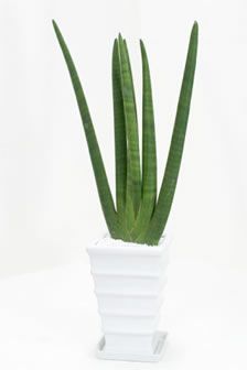 サンスベリア キリンドリカの育て方 通販