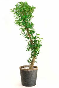 ガジュマルの育て方 通販 ガジュマルの育て方 通販