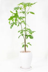 ブラキキトンの育て方 通販