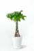 パキラ セラアート 8号鉢 観葉植物