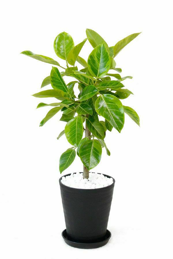 フィカス アルテシーマ 通販 観葉植物の専門店 彩植健美 フィカス アルテシーマ 通販 観葉植物の専門店 彩植健美