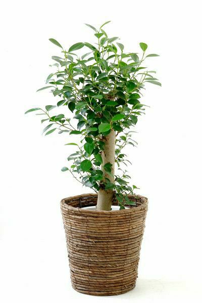 ガジュマル 通販 観葉植物の専門店 彩植健美 ガジュマル 通販 観葉植物の専門店 彩植健美
