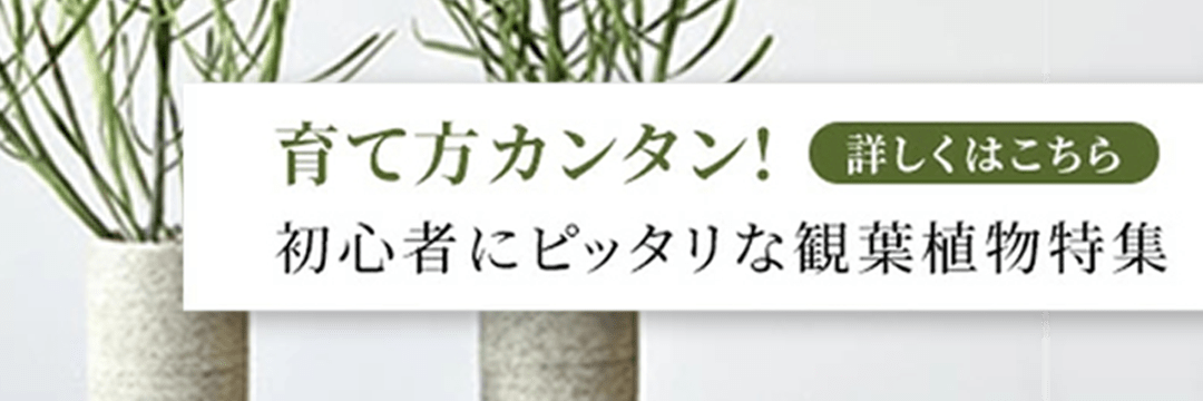 初心者にピッタリな観葉植物特集