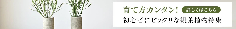 初心者にピッタリな観葉植物特集