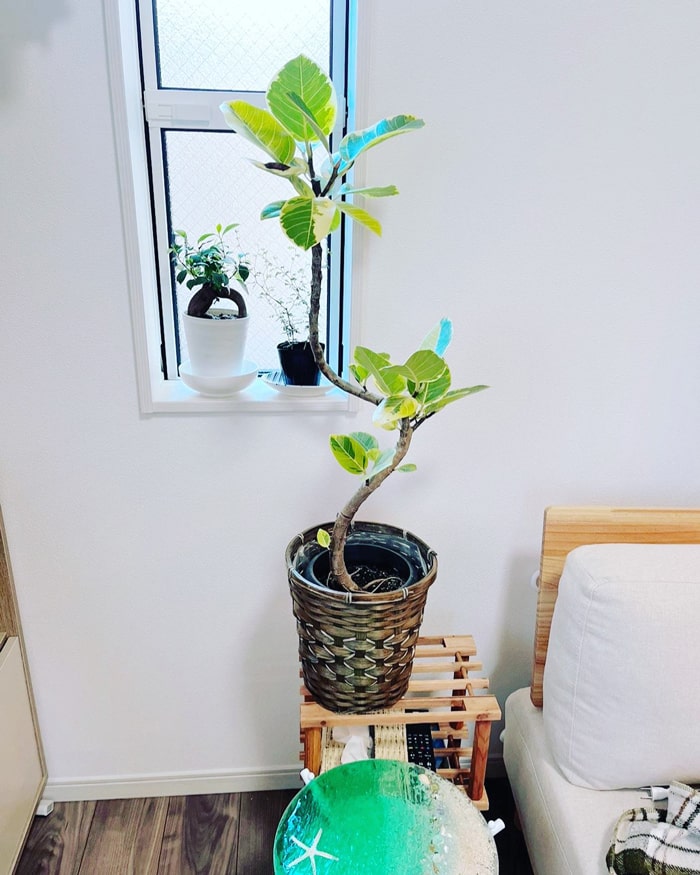 Instagramお客様の観葉植物設置例ご紹介