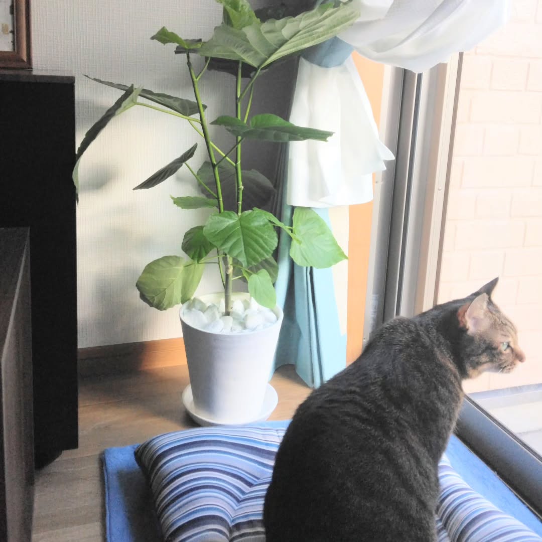 Instagramお客様の観葉植物設置例ご紹介