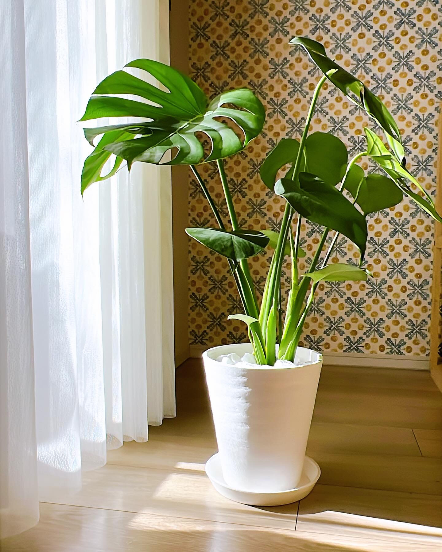 Instagramお客様の観葉植物設置例ご紹介