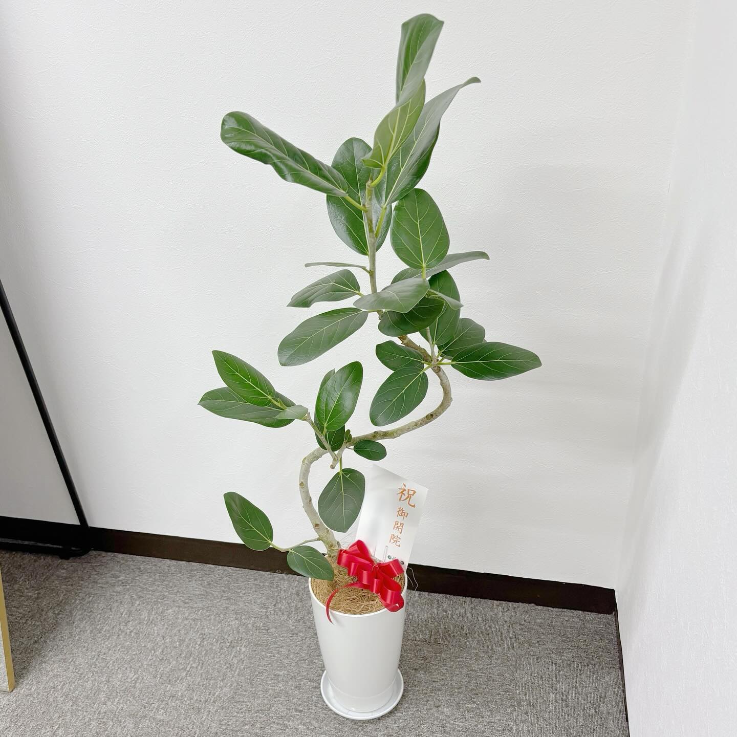 Instagramお客様の観葉植物設置例ご紹介