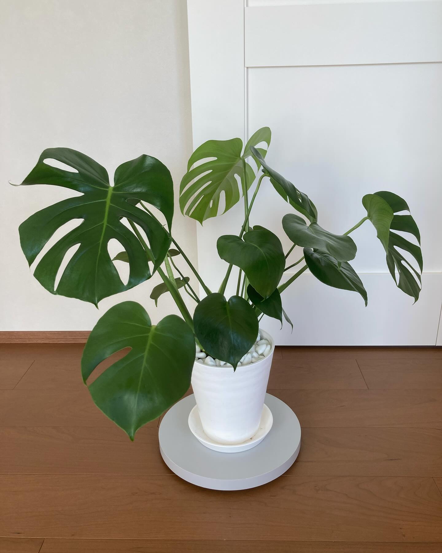 Instagramお客様の観葉植物設置例ご紹介