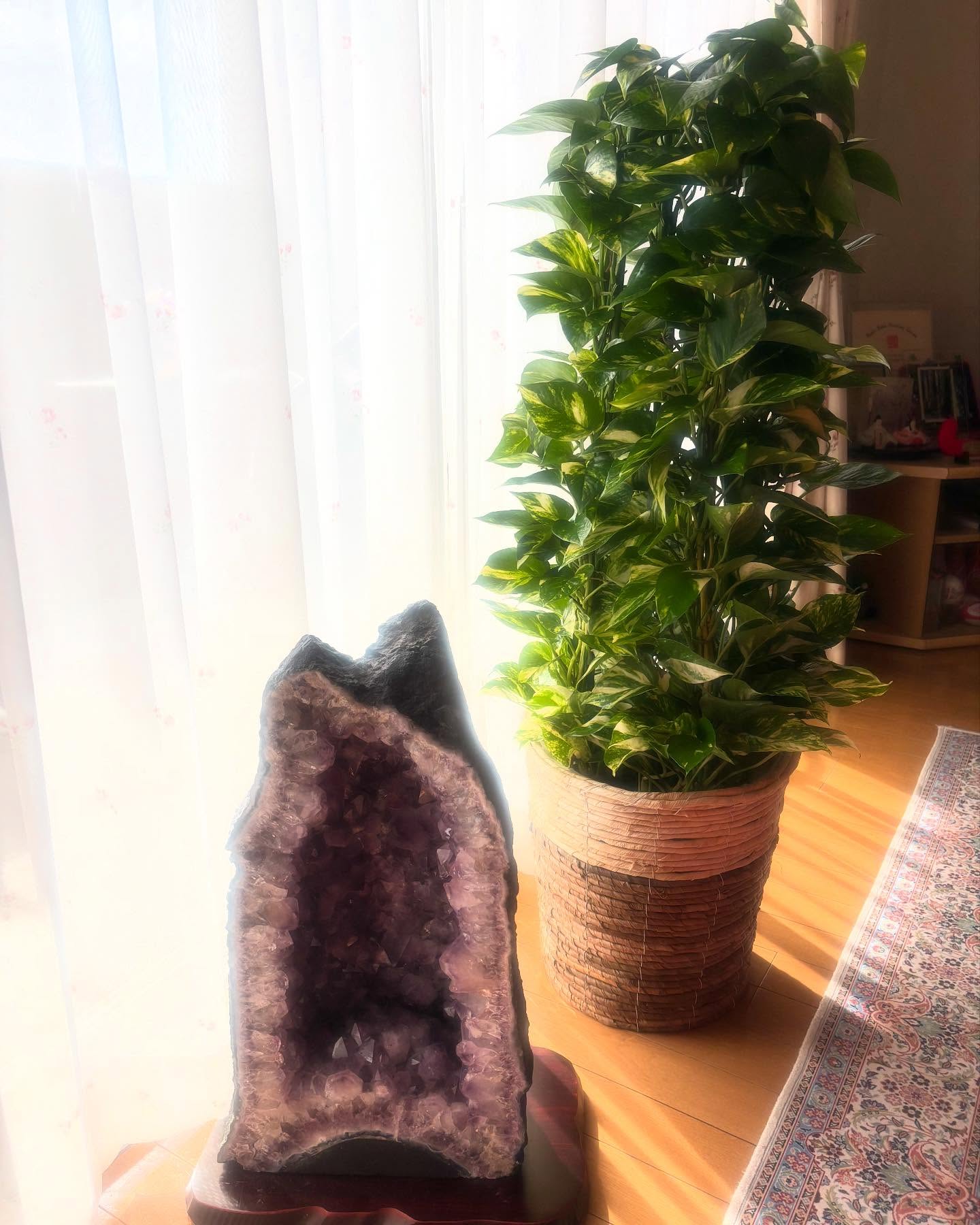 Instagramお客様の観葉植物設置例ご紹介
