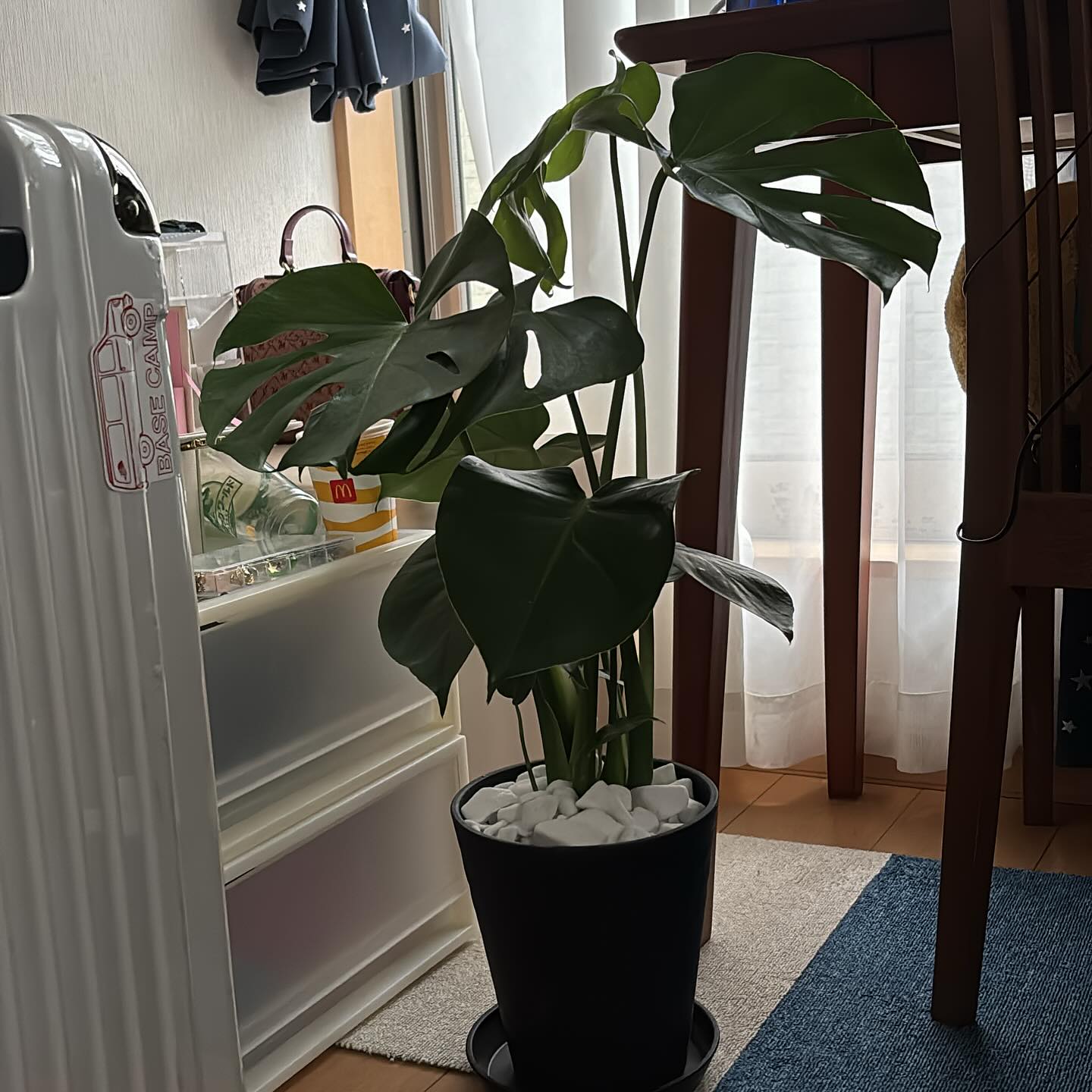 Instagramお客様の観葉植物設置例ご紹介