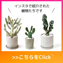 サンシモン クロホウシ の育て方 通販