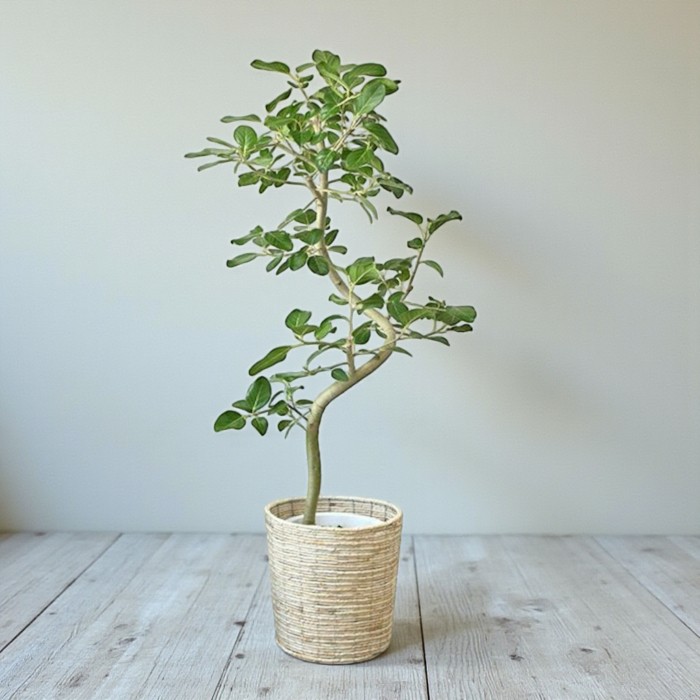 ベンガレンシス シンボルツリー