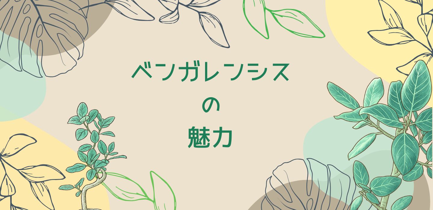 ベンガレンシス