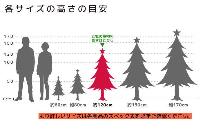 もみの木 高さの目安（120cm）