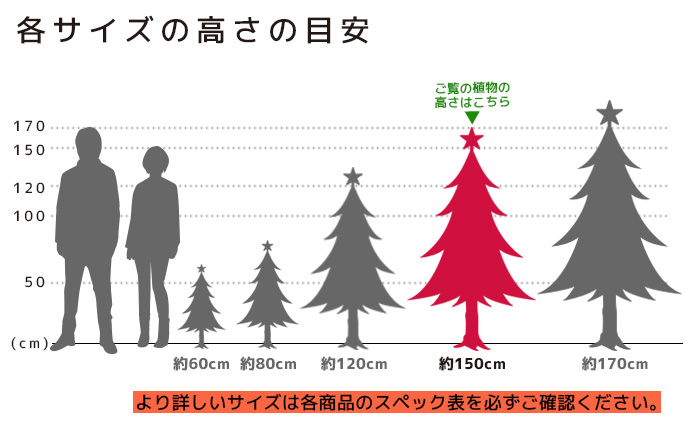 もみの木 高さの目安（150cm）