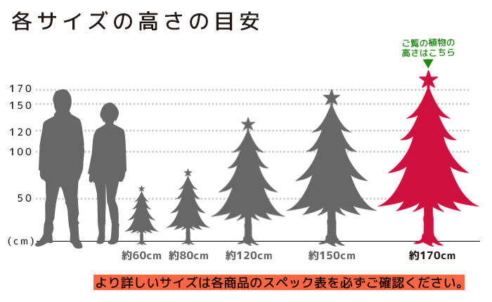 もみの木 高さの目安（150cm）