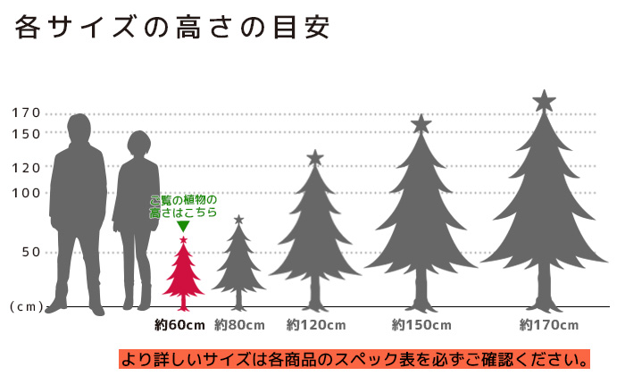 もみの木 高さの目安（60cm）