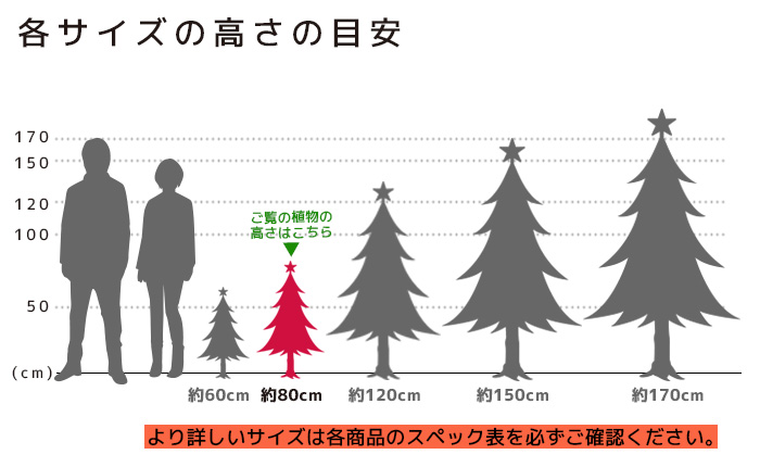 もみの木 高さの目安（80cm）