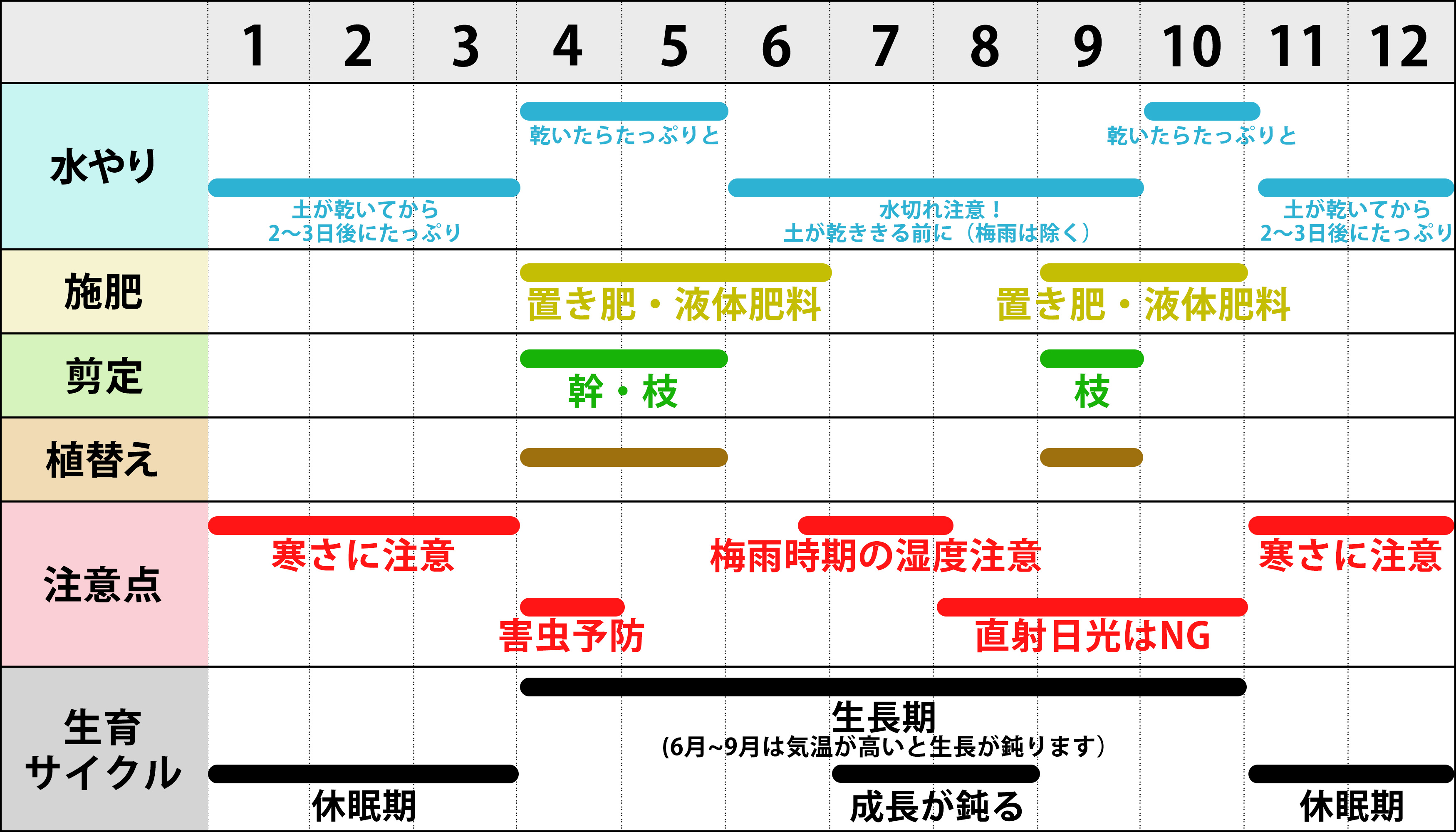 もみの木（モミの木）の育て方 通販