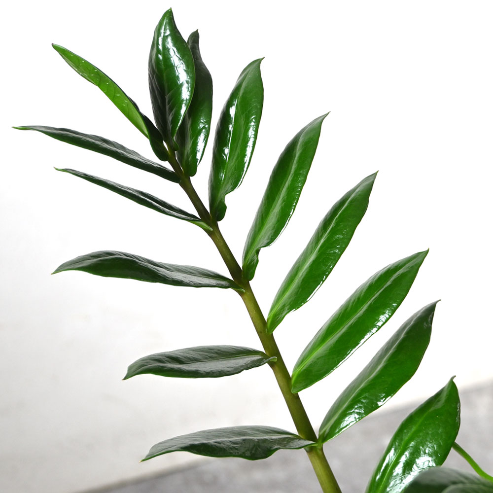 ザミオクルカス・ザミフォーリア 6号鉢 観葉植物