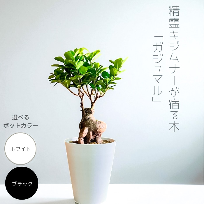 ガジュマル5号 セラアート鉢 観葉植物 本物