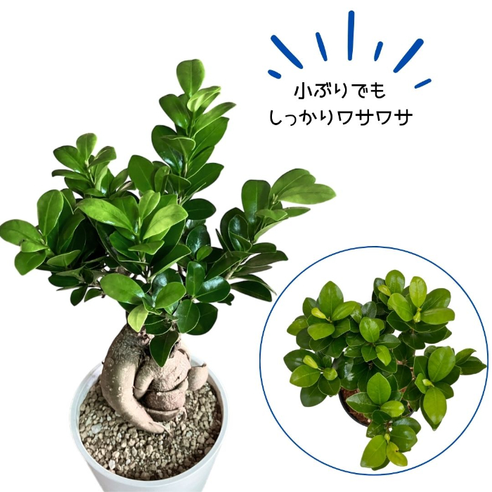 ガジュマル ガジュマル5号 セラアート鉢 観葉植物 本物