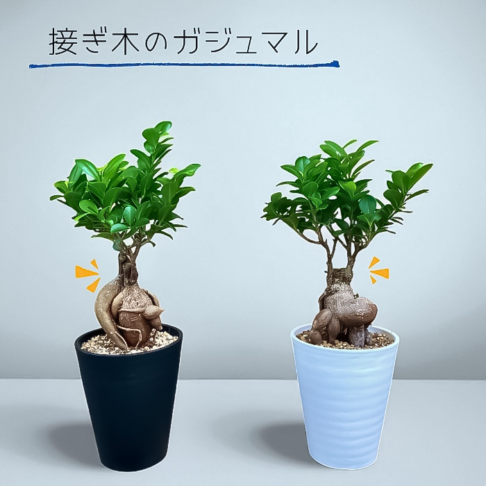 ガジュマル