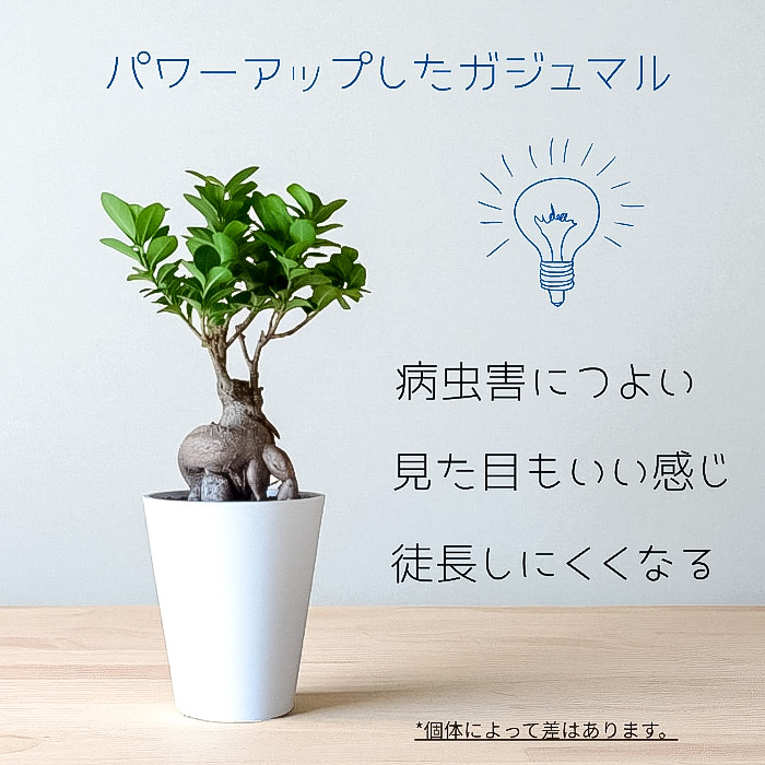 ガジュマル