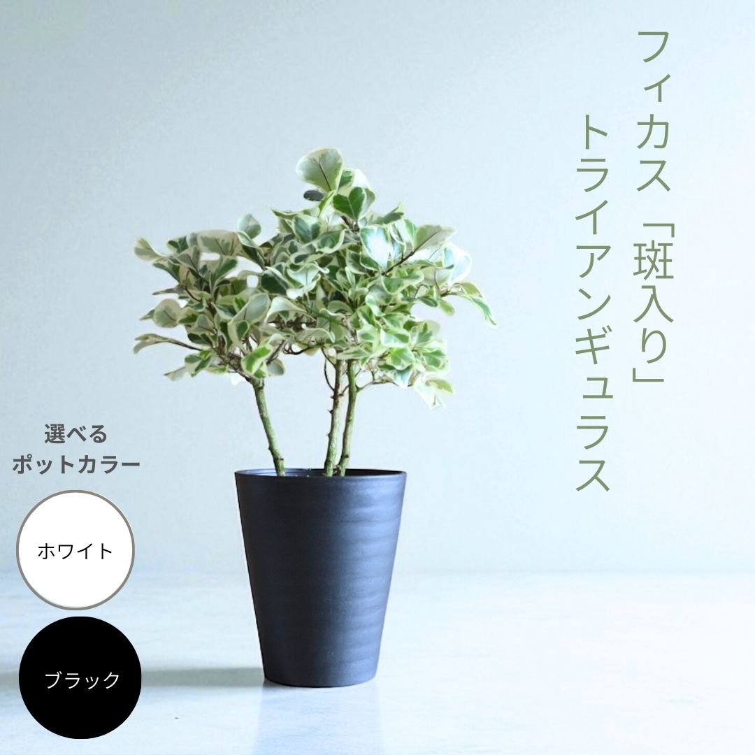 フィカス