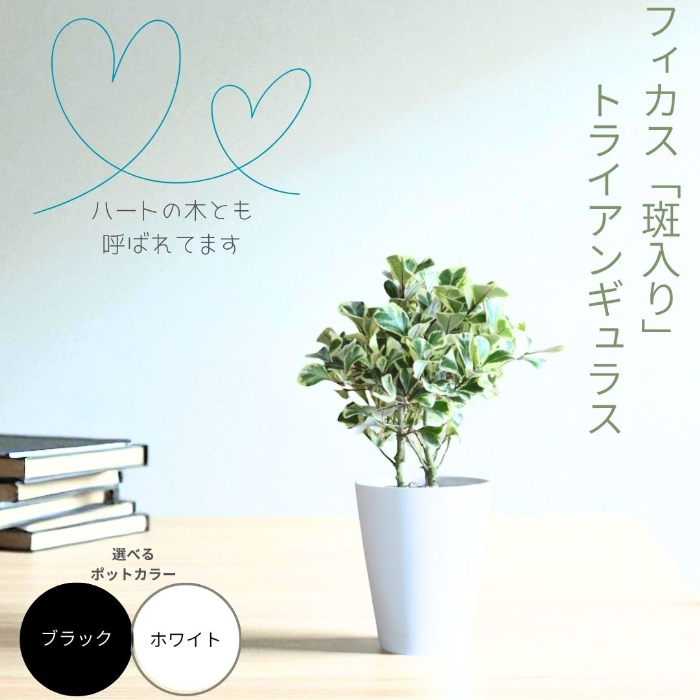 フィカス