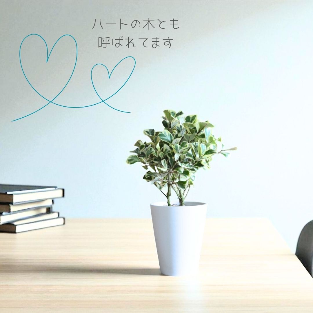 フィカス