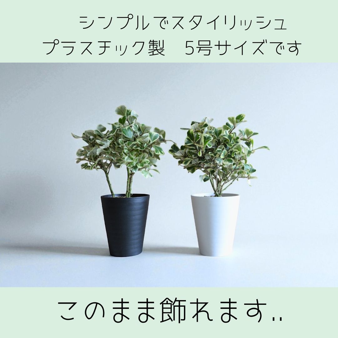 フィカス