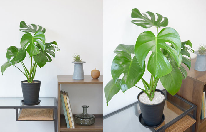 6号鉢 樹種一覧