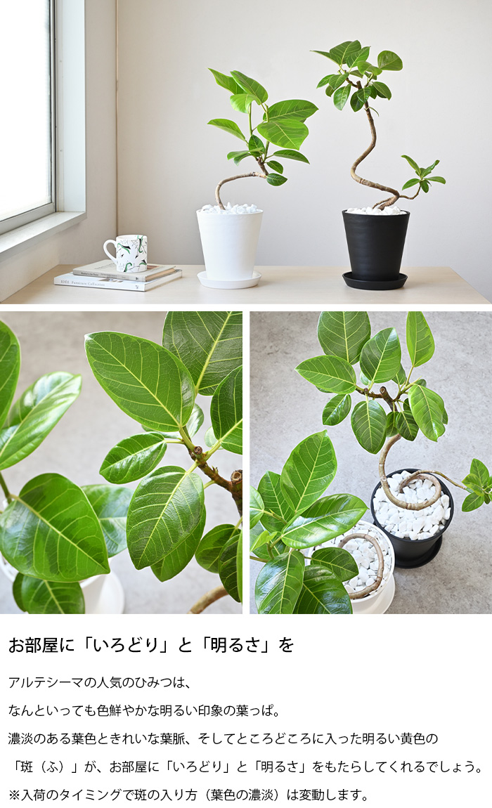 観葉植物 選べる6号 フィカス アルテシーマ フィカス ベンガレンシス エラスティカ バーガンディ エラスティカ ティネケ エラスティカ ソフィア セラアート鉢 観葉植物 選べる6号 フィカス アルテシーマ フィカス ベンガレンシス エラスティカ バーガンディ エラスティカ ティネケ エラスティカ ソフィア セラアート鉢