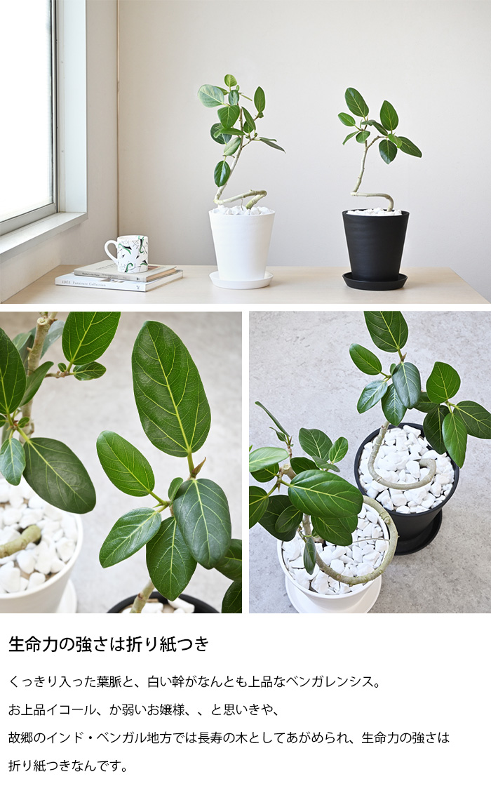 観葉植物 選べる6号 フィカス アルテシーマ フィカス ベンガレンシス エラスティカ バーガンディ エラスティカ ティネケ エラスティカ ソフィア セラアート鉢