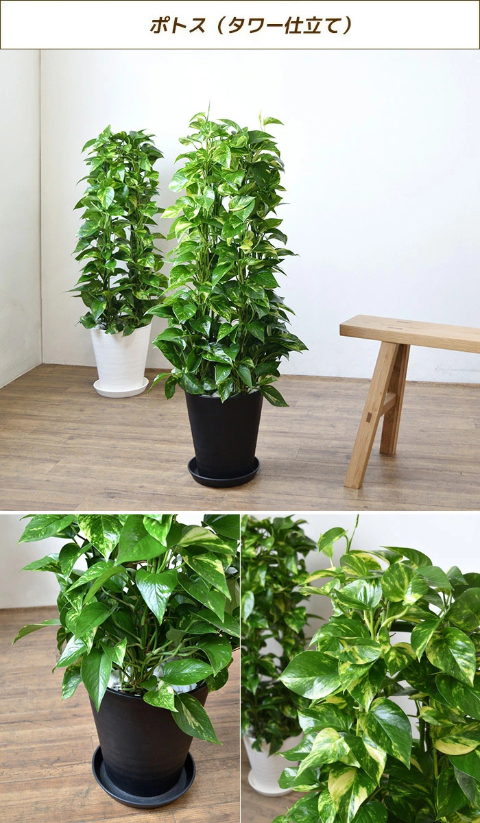 観葉植物 選べる8号セラアート鉢cr