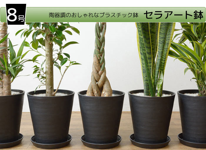 選べる8号セラアート鉢観葉植物cr 観葉植物の通販専門店 彩植健美 Jp