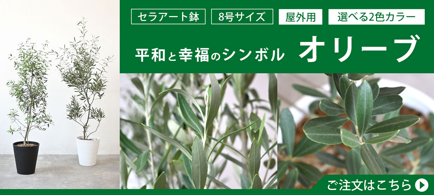 【現品】流通が少ない観葉植物　シーグレープ　8号　Ⅱ