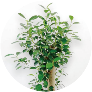 ガジュマル（昇り竜） 8号 セラアート鉢 観葉植物 本物