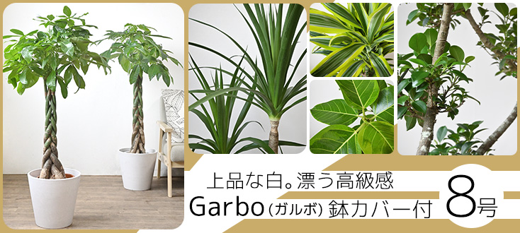 観葉植物の通販と販売 観葉植物の専門店 彩植健美