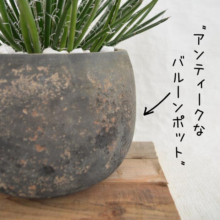 観葉植物 現品 AGAVE FLORA GEMNI アガベ ゲミニフローラ ジェミニフローラ 新品即決 アガベ