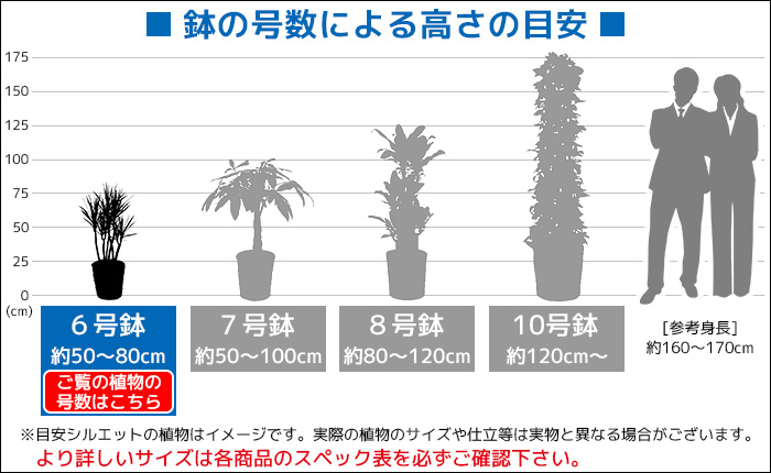 観葉植物 2鉢セット 6号 6号 セラアート鉢 ヒメモンステラ サンスベリア 幸福の木 ウンベラータ おしゃれ インテリア ブラック ホワイト セラート 鉢